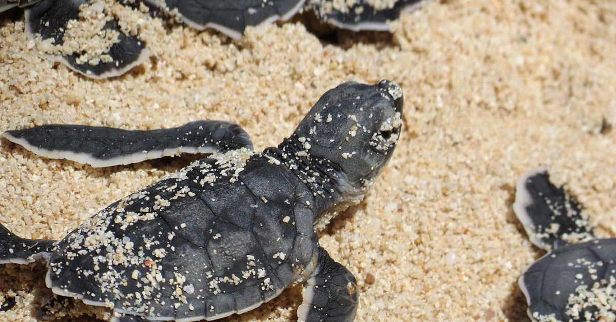 小海龜，回家！